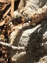 Dianthidium texanum