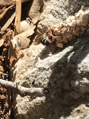 Dianthidium texanum