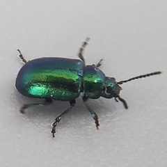 Chrysochus