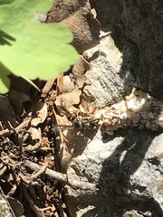 Dianthidium texanum