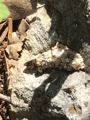 Dianthidium texanum
