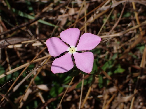 Lance-leaf periwinkle (Catharanthus lanceus)
