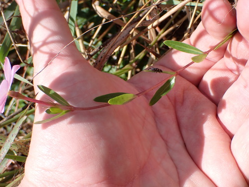 Image of Catharanthus lanceus by (c) Louis Aureglia, some rights reserved (CC BY)