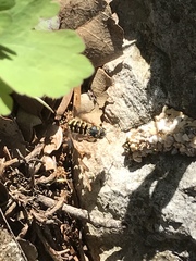 Dianthidium texanum