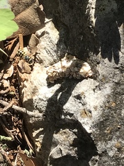 Dianthidium texanum