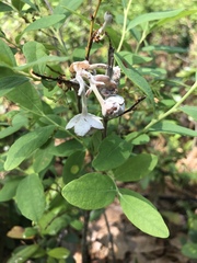 Exobasidium vaccinii