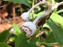 Exobasidium vaccinii