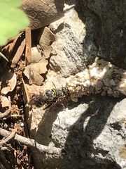 Dianthidium texanum