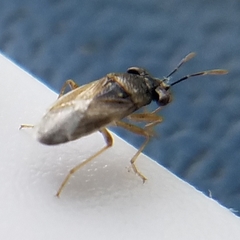 Geocoris punctipes