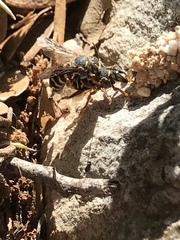Dianthidium texanum