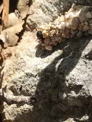 Dianthidium texanum
