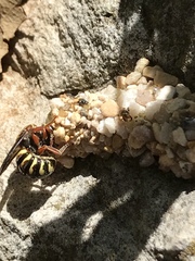 Dianthidium texanum