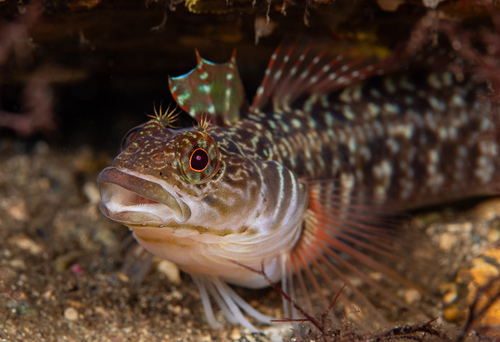 Longfinned triplefin (Ruanoho decemdigitatus) — Tripterygiidae — 4