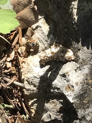 Dianthidium texanum