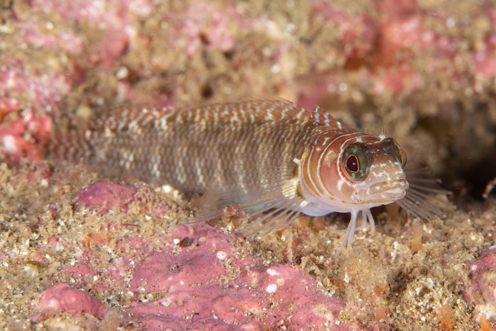 Polkadot Triplefin