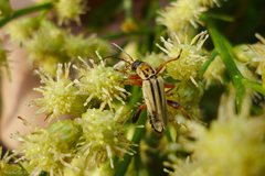 Chauliognathus scriptus
