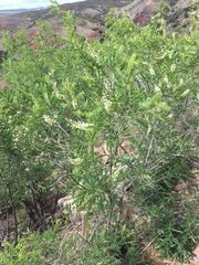 Eysenhardtia orthocarpa