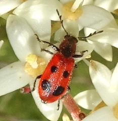 Pelonides quadrinotata