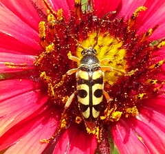 Typocerus sinuatus