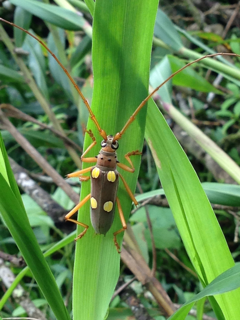 Aeburia Insect Eburia hovorei (Insects of Cocobolo Nature Reserve) · BioDiversity4All