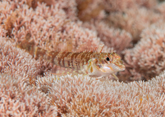 Kermadec Triplefin photo 1