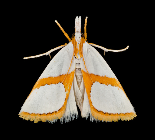 Argyria auratella Clemens, 1860