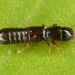Osoriini - Photo (c) skitterbug,  זכויות יוצרים חלקיות (CC BY), הועלה על ידי skitterbug