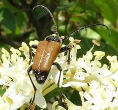 Trigonarthris atrata