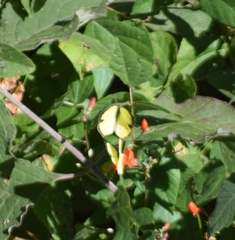 Abaeis salome jamapa