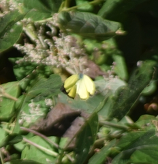 Abaeis salome jamapa