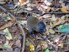 Hypsiprymnodon moschatus