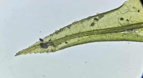 Image of Pohlia nutans by (c) Helen Waterman, some rights reserved (CC BY)