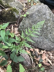 Asplenium onopteris