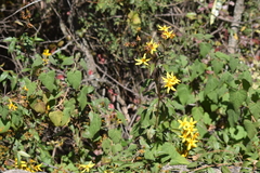 Electranthera mutica