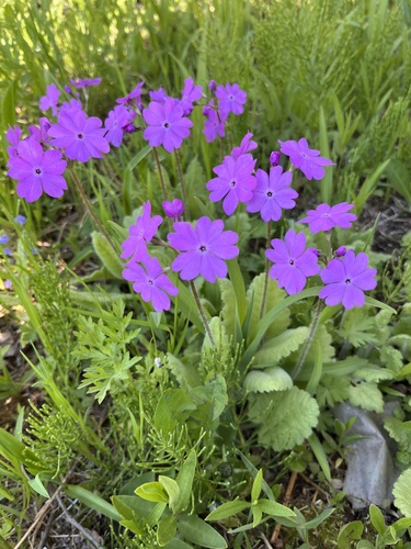 Siebold's primrose