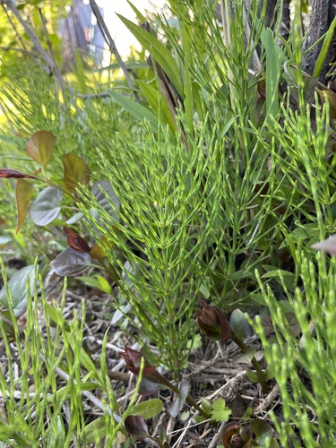 field horsetail
