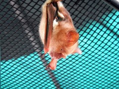 Hipposideros diadema