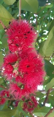 Syzygium malaccense