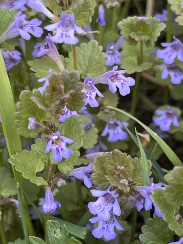 ground-ivy