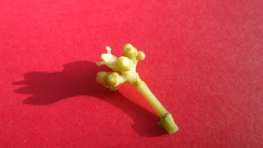 Eumachia chaenotricha