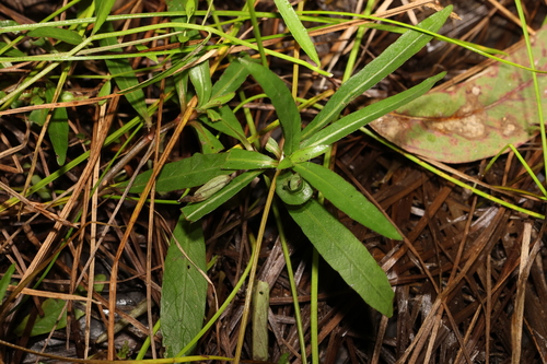 Image of Hygrophila angustifolia by (c) Greg Tasney, some rights reserved (CC BY-SA)