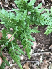 Asplenium adiantum-nigrum