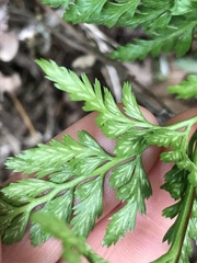 Asplenium adiantum-nigrum