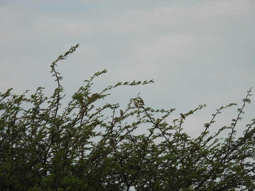 Red-billed Quelea