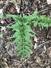 Asplenium adiantum-nigrum