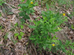 Arnica venosa