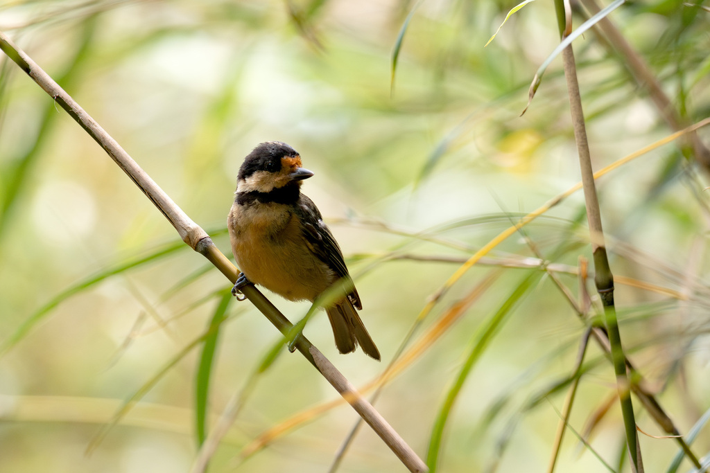 Iriomote Tit photo