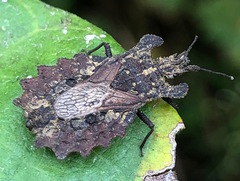 Dysodius lunatus