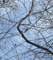 Spizella passerina passerina