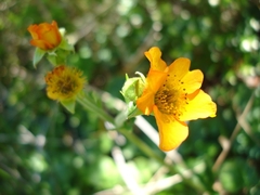 Geum magellanicum